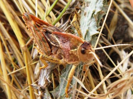 Prionotropis appula (Pamphagidae)